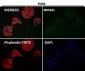 Anti-ADX Rabbit Monoclonal Antibody