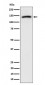 Anti-Cadherin 10 Rabbit Monoclonal Antibody