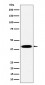 Anti-Pleckstrin Rabbit Monoclonal Antibody