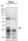 Anti-MTAP Rabbit Monoclonal Antibody