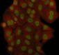 Anti-RBM3 Rabbit Monoclonal Antibody