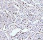 Anti-RBM3 Rabbit Monoclonal Antibody