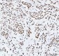 Anti-RBM3 Rabbit Monoclonal Antibody