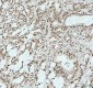 Anti-RBM3 Rabbit Monoclonal Antibody
