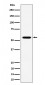 Anti-RNF14 Rabbit Monoclonal Antibody