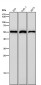 Anti-NUP50 Rabbit Monoclonal Antibody