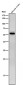 Anti-NUP50 Rabbit Monoclonal Antibody