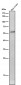 Anti-NUP50 Rabbit Monoclonal Antibody