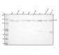 Anti-CYFIP1 Rabbit Monoclonal Antibody