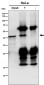 Anti-ACADS / SCAD Rabbit Monoclonal Antibody