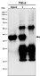 Anti-MAS1L Rabbit Monoclonal Antibody