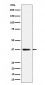 Anti-MRPS31 Rabbit Monoclonal Antibody