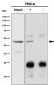 Anti-RBMXL2 Rabbit Monoclonal Antibody
