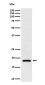 Anti-eIF1A Rabbit Monoclonal Antibody