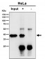 Anti-TCEA1 Rabbit Monoclonal Antibody