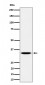 Anti-TCEA1 Rabbit Monoclonal Antibody
