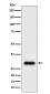 Anti-TMEM192 Rabbit Monoclonal Antibody