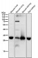 Anti-TMEM192 Rabbit Monoclonal Antibody