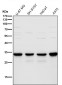 Anti-TMEM192 Rabbit Monoclonal Antibody
