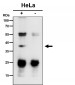 Anti-TCEA1 Rabbit Monoclonal Antibody
