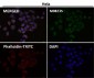 Anti-AZI2 Rabbit Monoclonal Antibody