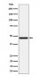 Anti-AZI2 Rabbit Monoclonal Antibody