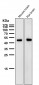Anti-AZI2 Rabbit Monoclonal Antibody