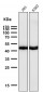 Anti-AZI2 Rabbit Monoclonal Antibody