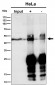 Anti-MK3 Rabbit Monoclonal Antibody
