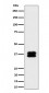 Anti-PCBP2 Rabbit Monoclonal Antibody