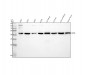Anti-CLIC4 Rabbit Monoclonal Antibody