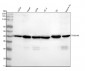 Anti-TMEM43 Rabbit Monoclonal Antibody