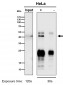 Anti-DNAJA4 Rabbit Monoclonal Antibody