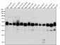 Anti-DNAJA4 Rabbit Monoclonal Antibody