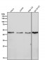 Anti-DNAJA4 Rabbit Monoclonal Antibody