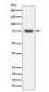Anti-PWP1 Rabbit Monoclonal Antibody