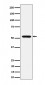 Anti-GRSF1 Rabbit Monoclonal Antibody