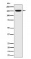 Anti-NUP155 Rabbit Monoclonal Antibody