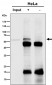 Anti-SLC27A4 Rabbit Monoclonal Antibody