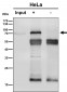 Anti-PREPL Rabbit Monoclonal Antibody