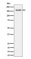 Anti-TMF Rabbit Monoclonal Antibody