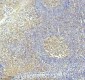 Anti-Caspase 3 Rabbit Monoclonal Antibody