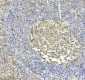Anti-Caspase 3 Rabbit Monoclonal Antibody