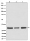 Anti-Caspase 3 Rabbit Monoclonal Antibody
