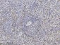 Anti-SLC4A1/CD233/Band 3 Antibody Picoband™ (monoclonal, 5G2G7)