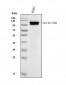 Anti-SLC4A1/CD233/Band 3 Antibody Picoband™ (monoclonal, 5G2G7)