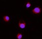 Anti-Erlin-2/ERLIN2 Antibody Picoband™ (monoclonal, 3H9A2)