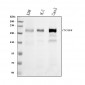 Anti-Integrin beta 4/ITGB4 Antibody Picoband™ (monoclonal, 7G10D2)