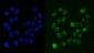 Anti-RCC1 Antibody Picoband™ (monoclonal, 6B11E7)