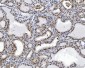 Anti-RCC1 Antibody Picoband™ (monoclonal, 6B11E7)